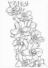 Watercolor Coloring Pages Delphinium Jamaica Drawing Flower Water Set Color Flowers Printable Swiss Book Honduras Adults Tattoo Getcolorings Polina Choose sketch template