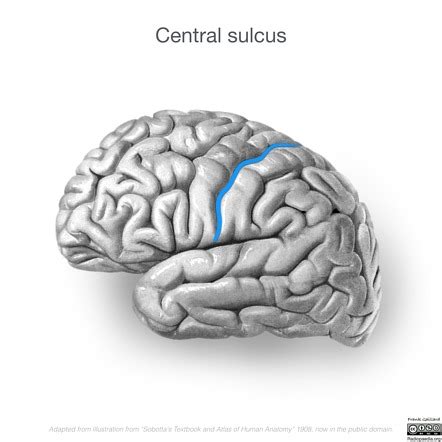 central sulcus radiology reference article radiopaediaorg