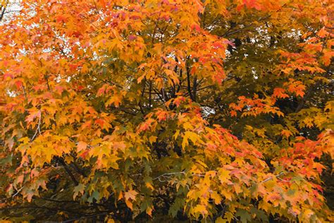 maple trees   fall color