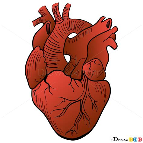 sketch  human heart