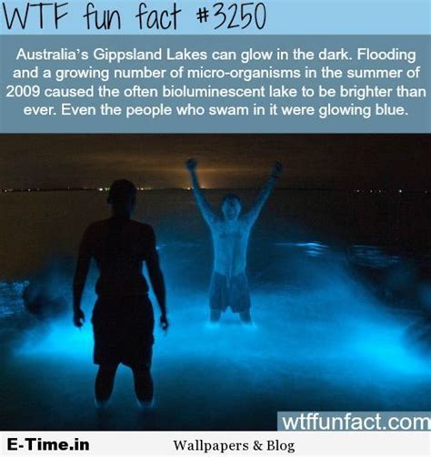 Wtf Fun Fact 3250 Fun Facts