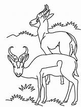 Antilope Antelopes Popular Antelope Coloriages sketch template