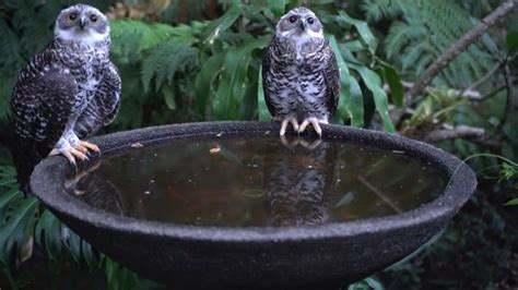 powerful owl takes  bath   video australian geographic