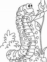 Coloring4free Caterpillar Pages Coloring Butterfly sketch template