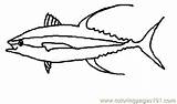 Coloring Tuna Yellowfin Pages Fish Fishes Printable Online Animals Color sketch template
