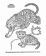 Leopard Coloring Pages Animal Baby Kids Wild Snow Color Animals Print Activity Sheet Printable Mother Cute Clipart Male Female Comments sketch template