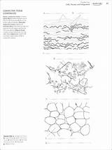 Kaplan sketch template