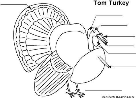 label  turkey printout enchantedlearningcom
