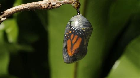 butterfly pupa chrysalis