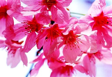 hintergrundbild blumen fruehling rosa beste kostenlose hintergrundbilder
