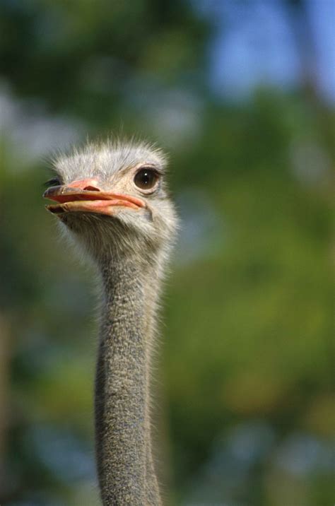 free picture ostrich bird head up close struthio camelus