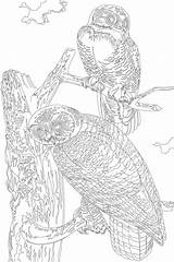 Audubon Rawpixel sketch template