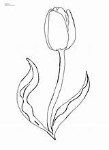 Coloring Tulip Pages Flower Printable Template Outline Drawing Spring Kids Print Color Flowers Step Watering Tulips Dahlia Sheets Easy Marble sketch template