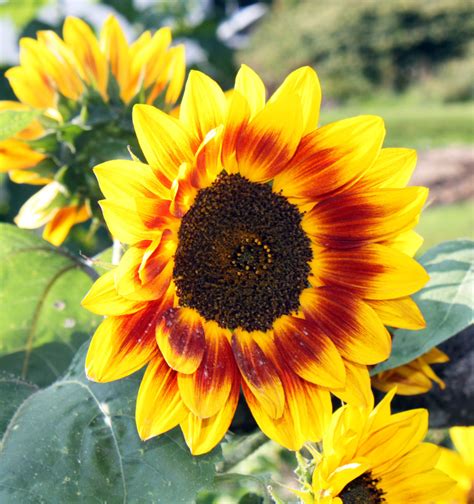 beautiful sunflowers travel   local vermont