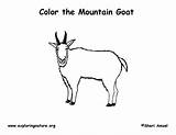 Coloring Mountain Goat Exploringnature sketch template
