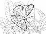 Butterfly Admiral Coloring Pages Red sketch template