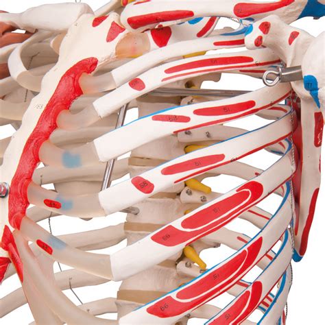 Deluxe Human Skeleton Model Suspended Version Health Edco