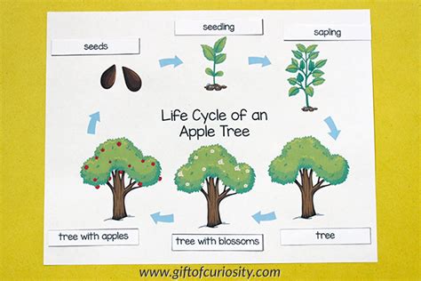 apple tree life cycle printables gift  curiosity