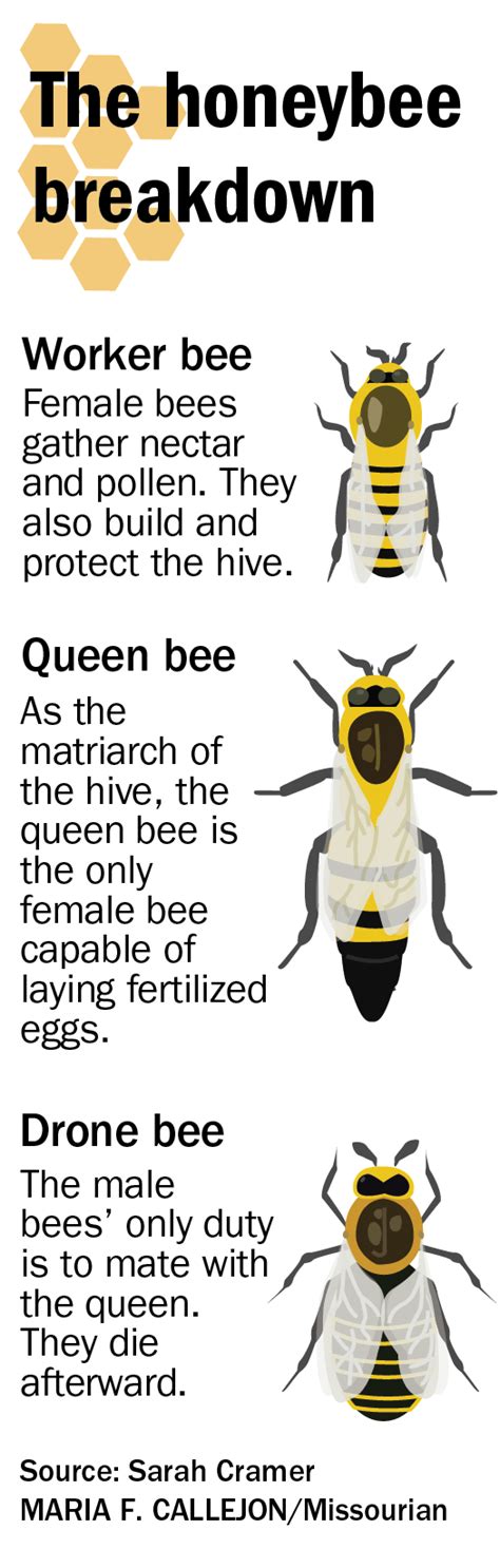 queen bee  drone drone hd wallpaper regimageorg
