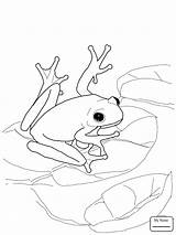 Frog Coloring Coqui Pages Tree Bullfrog Green Frogs Drawing Red Eyed American Dart Adults Poison Rico Puerto Printable Color Drawings sketch template