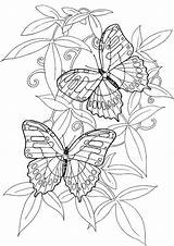 Coloring Pages Adult Printable Adults Colorpagesformom Butterflies Coupons Work Book sketch template