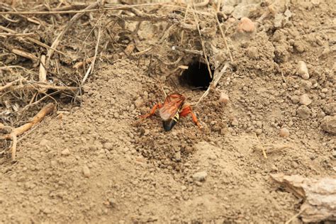 Cicada Killer Wasps •nebraskaland Magazine