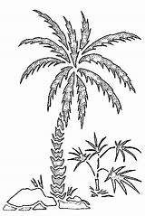 Palm Coloring Tree Pages Beach Summer Trees Foto sketch template
