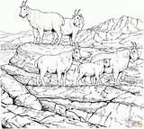 Coloring Mountain Goat Pages Goats Mountains Rocky Billy Gruff Three Printable Drawing Herd Colouring Adult Color Animal Clipart Adults Getdrawings sketch template