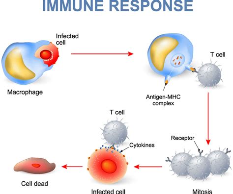 immune response types  immune response   immune system work