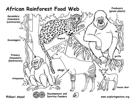 african rainforest food web