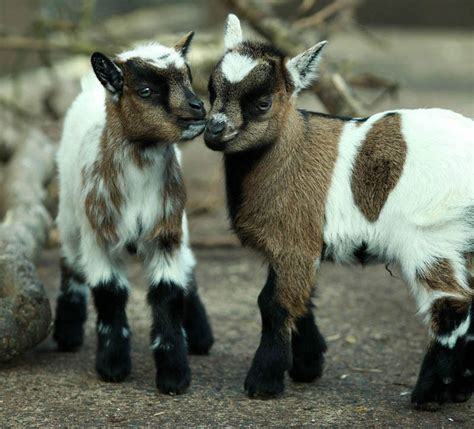 pygmy goat twin picture baby animal images  science