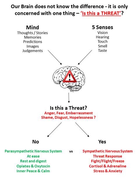 Emotion Regulation Essentials Your Brain S Threat System
