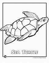Coloring Endangered Sea Woojr Turtles Woo sketch template
