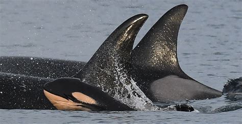 baby orca spotted  endangered bc killer whale pod news