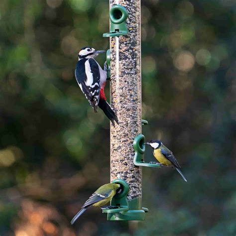 feeders living with birds