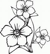 Coloring Realistic Flower Pages Getcolorings Flowers Printable sketch template
