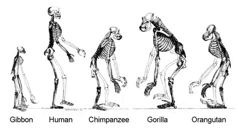 charles darwin theory  evolution  natural selection hubpages