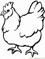 Coloring Pages Hen Chicken Chicks Hens Popular sketch template