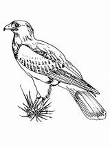 Hawk Falcon Oiseaux Animaux Coloriage Tailed Kleurplaatjes Designlooter Coloriages Hawks sketch template