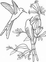 Hummingbird Coloring Pages Getdrawings sketch template