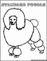 Poodle Template Pages Coloring sketch template