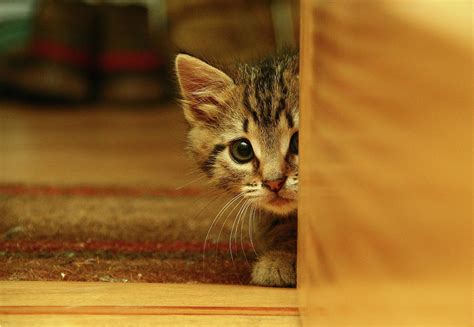 Afraid Cat Sneaking A Peek Behind A Door Photograph By