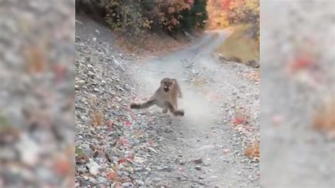 Cougar Stalks And Lunges At Utah Hiker Cnn Video