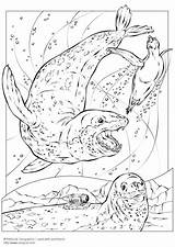 Leopard Coloring Seals Seal Color Pages Printable Drawing Snow Clipart Animals Colouring Clip Coloriage Library Comments Edupics Use sketch template