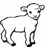 Sheep Drawing Lamb Coloring Pages Simple Outline Animal Drawings Cartoon Template Kids Baby Lambs Printable Little Lion Color Farm Cute sketch template