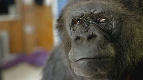 meet koko koko the gorilla who talks pbs