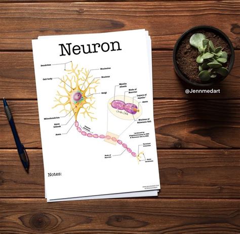 neuron anatomy coloring page blank digital  nervous etsy