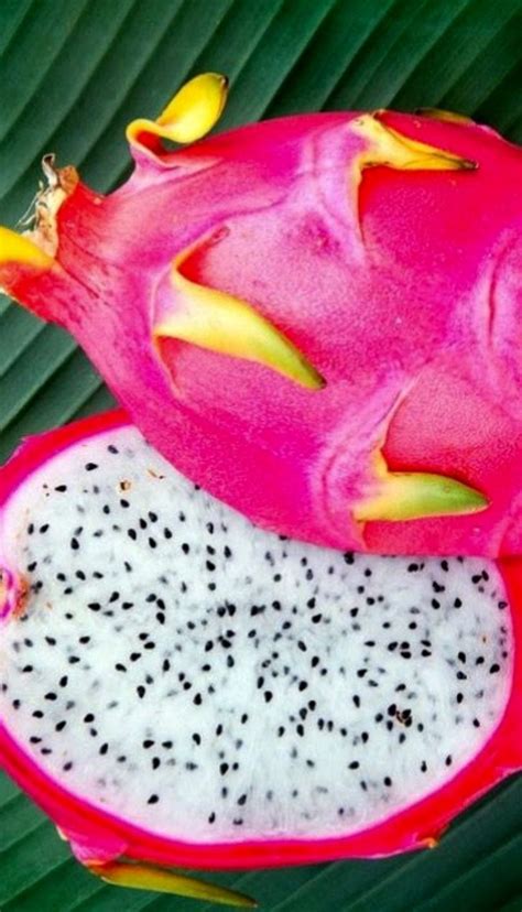 pitaya dragon fruit flor de pitaya pitaya decoracao de loja pequena