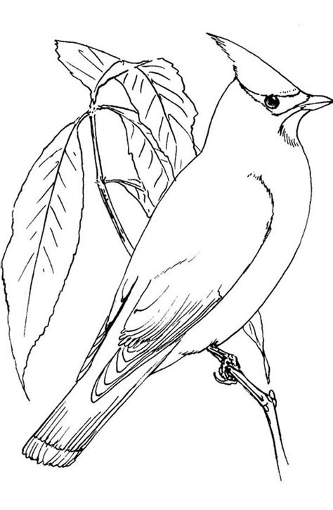 cardinal bird coloring page   gambrco