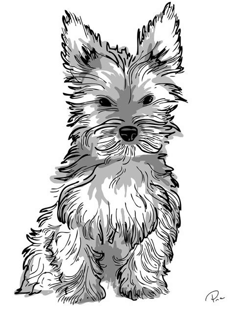 yorkie puppy coloring pages  print coloring pages